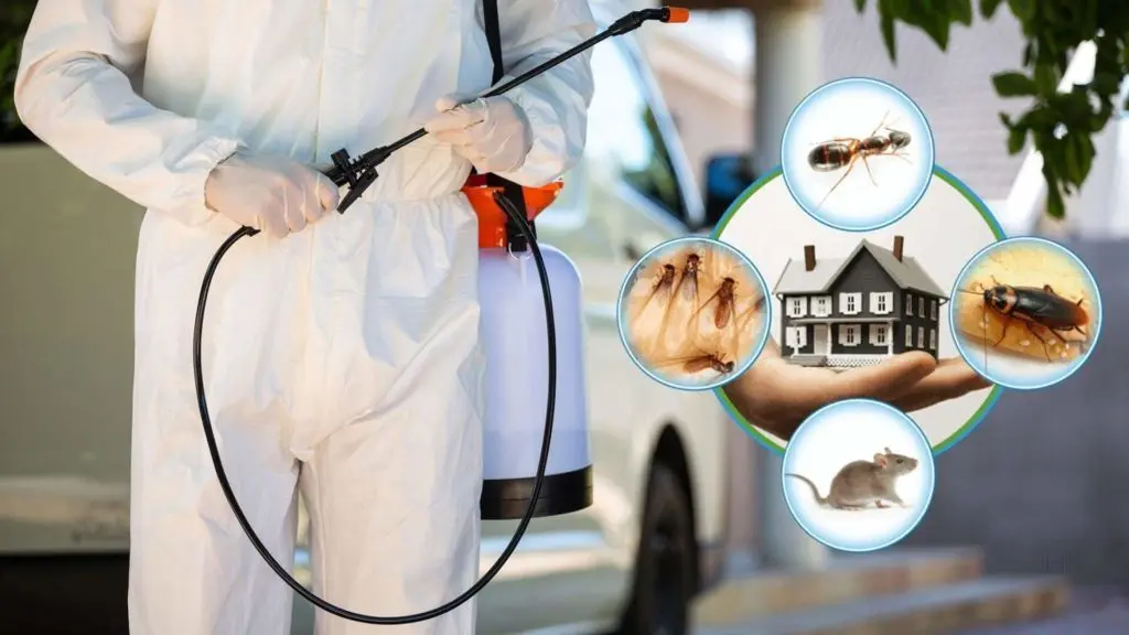 شركة الحشرات -99795938