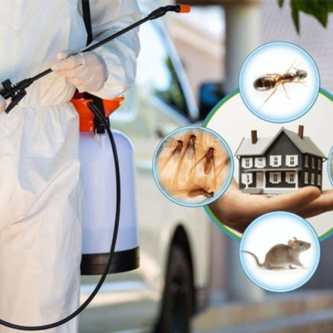 شركة رش حشرات الكويت -99795938